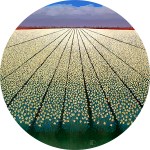 White tulipfields Ton Dubbeldam